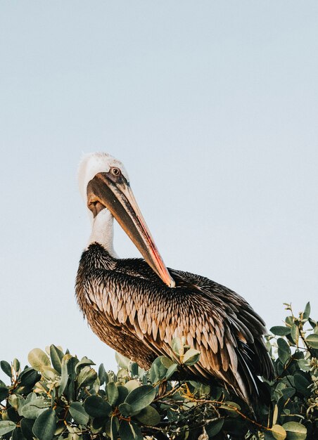 Pelicano no topo de uma árvore nas Ilhas Galápagos