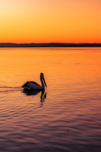 Pelicano solitário nadando no mar com a bela vista do pôr do sol