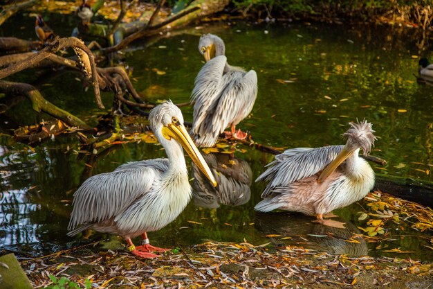 Pelicanos em um lago em um parque