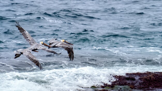 Pelicanos voadores e oceano no fundo