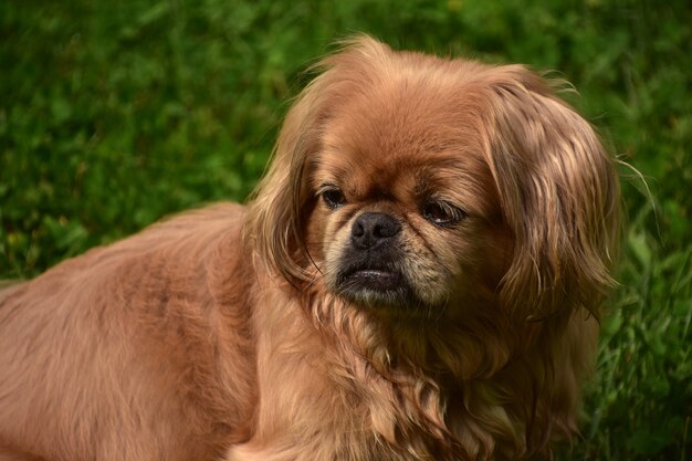 Pêlo longo de gengibre em um cachorrinho pequinês bonito sentado do lado de fora.