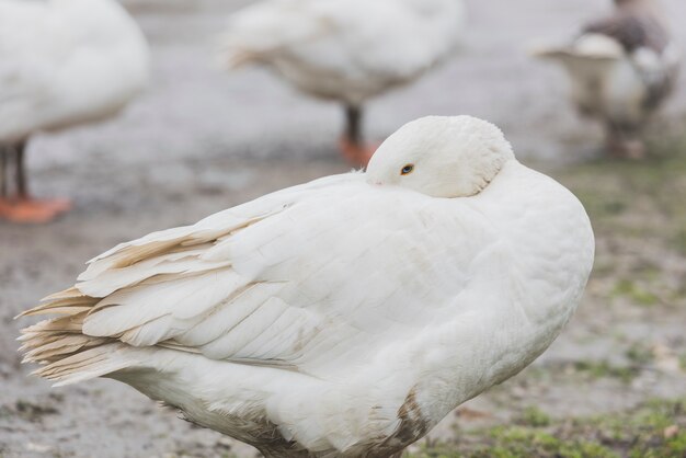 Penas de limpeza de pato branco