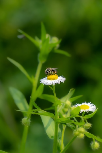 Pequena abelha polinizando uma flor de camomila branca