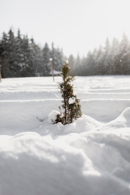 Pequena evergreen árvore na neve