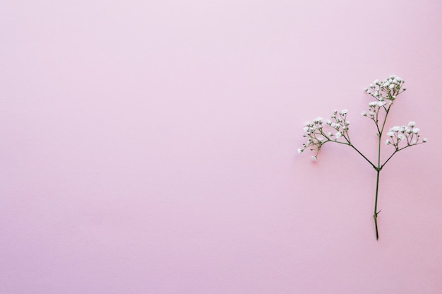 Foto grátis pequena floração em rosa