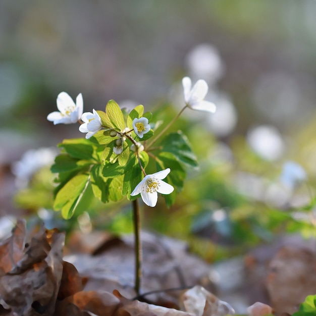 &quot;Pequena planta em flor&quot;