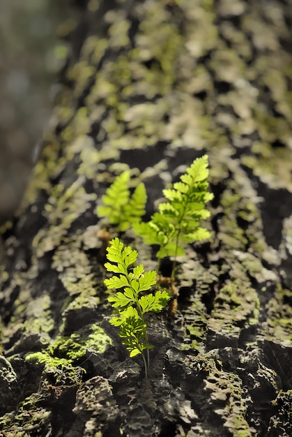 pequena planta verde em um tronco
