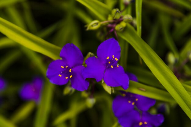 Pequenas flores azuis no jardim