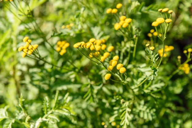 Pequenas flores de dente-de-leão amarelo closeup de fundo verde
