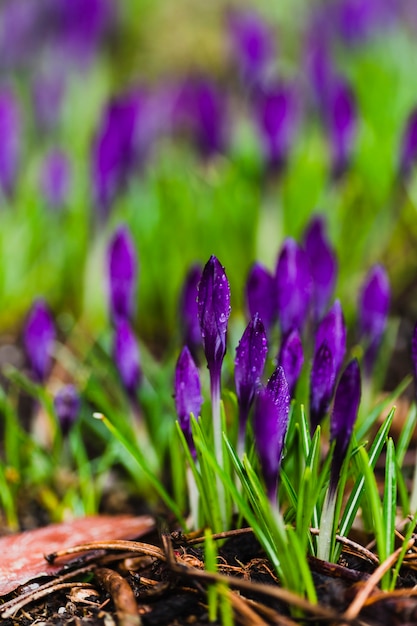 Pequenas flores violetas
