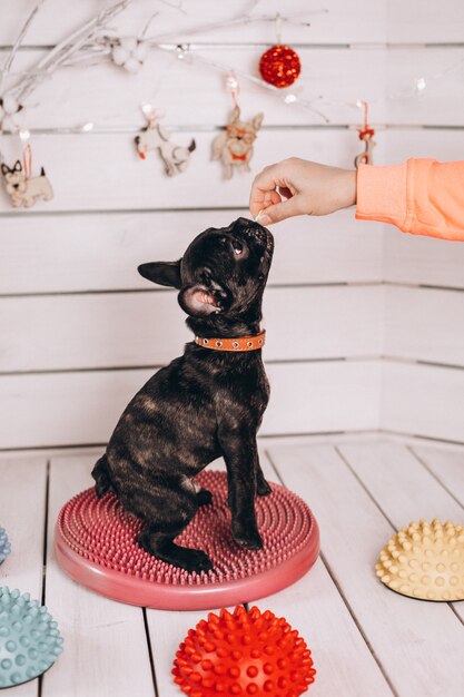 Foto grátis pequeno buldogue francês preto fofo em estúdio