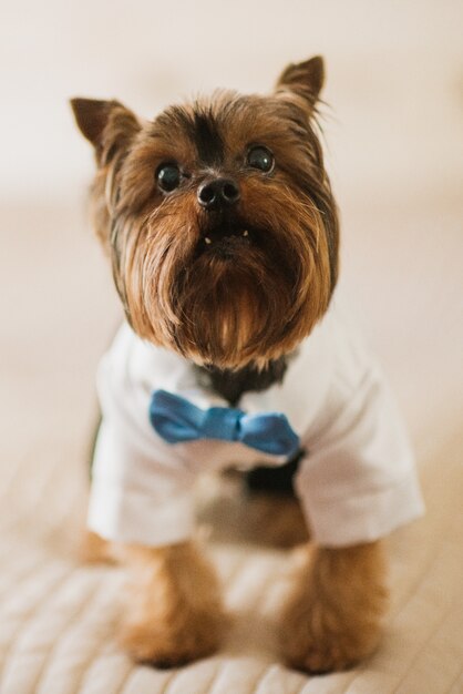 Pequeno cão vestido com saia branca e gravata azul