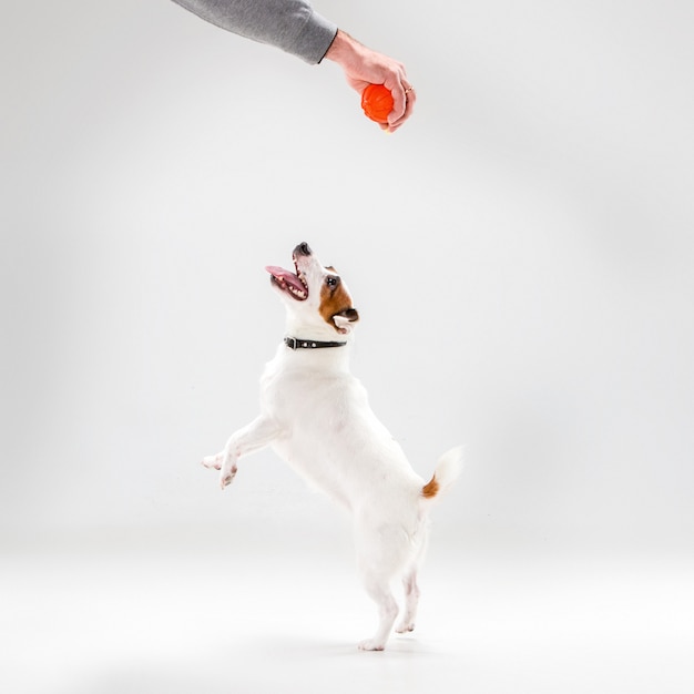 Pequeno Jack Russell Terrier em branco