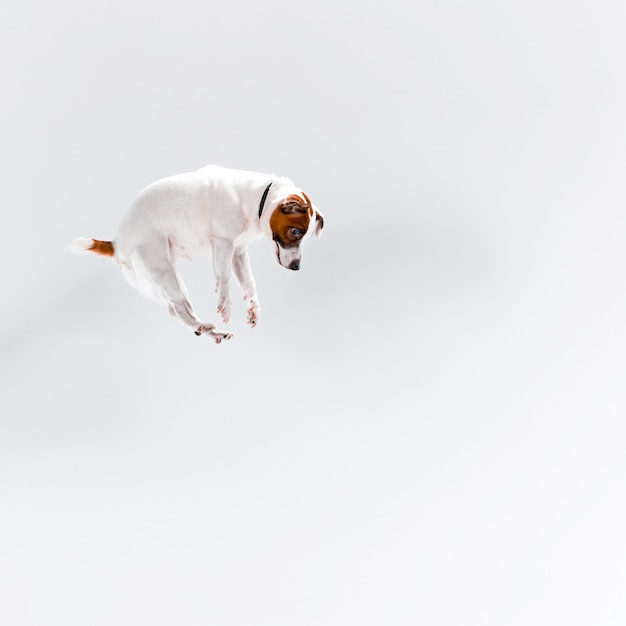 Foto grátis pequeno jack russell terrier em branco