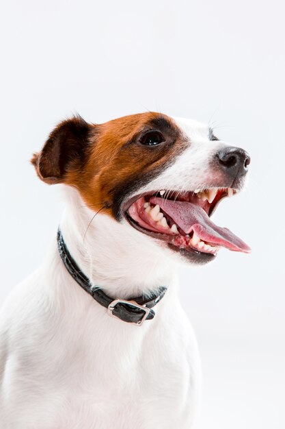 Pequeno Jack Russell Terrier sentado no branco