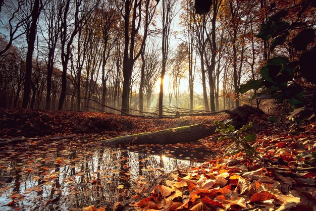 Pequeno lago cercado por folhas e árvores sob a luz do sol em uma floresta no outono