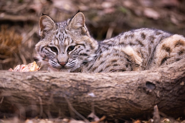 Pequeno lince em seu habitat natural, gatos selvagens americanos, animais nas florestas, lince vermelho
