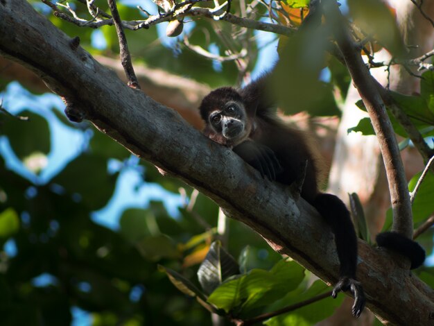 Pequeno macaco preto descansando em um galho de árvore em uma floresta