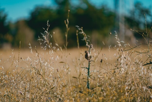 Pequeno pardal parado na grama em um campo sob a luz do sol