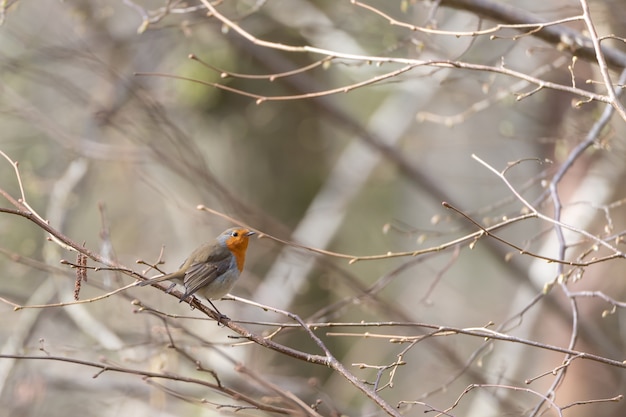 Pequeno pássaro fofo sentado no galho de uma árvore