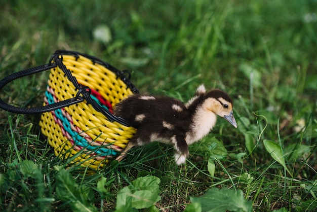 Foto grátis pequeno patinho bonito saindo da cesta amarela na grama verde