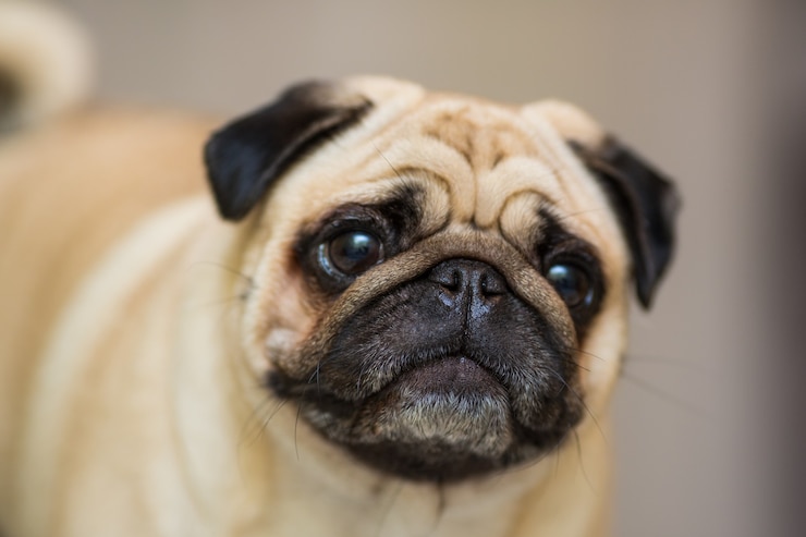 Foto grátis pequeno pug no sofá