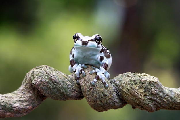 Pequeno sapo de leite amazônico no galho Panda Bear Tree Frog