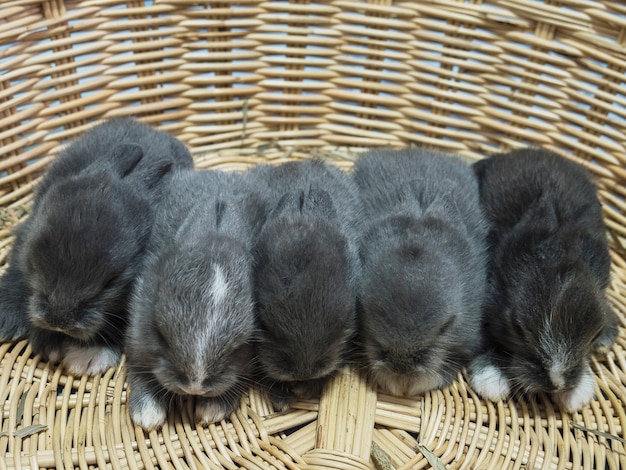 Pequenos adoráveis pequenos coelhos tailandeses locais