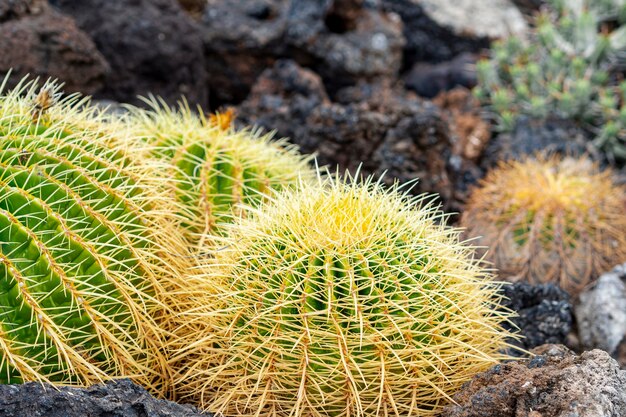 Pequenos cactos crescendo através das rochas