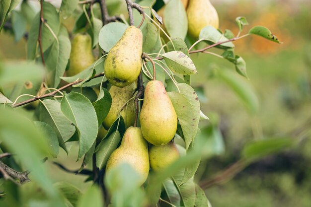 Peras maduras em galhos de árvores no jardim de outono