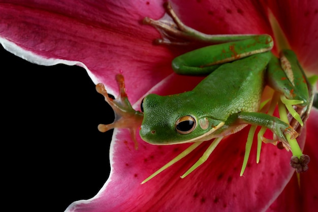 Perereca de lábios brancos litoria infrafrenata em flor