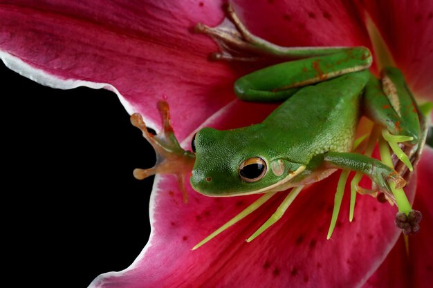 Perereca de lábios brancos Litoria infrafrenata em flor