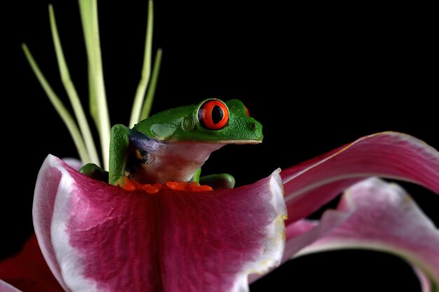 Perereca de olhos vermelhos em flor de lírio em preto