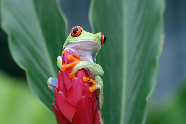 Perereca-de-olhos-vermelhos sentado sobre folhas verdes
