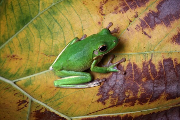 Perereca Litoria infrafrenata em folhas secas