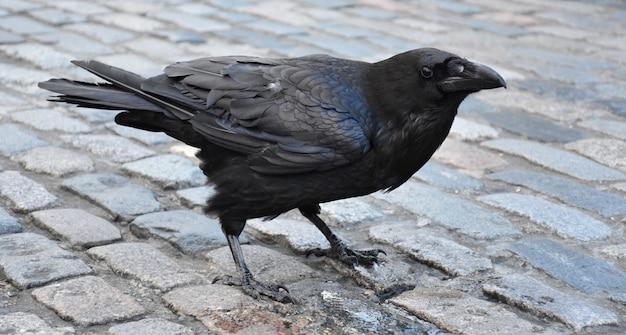 Perfil deslumbrante de um corvo negro em pé em uma caminhada de paralelepípedos.