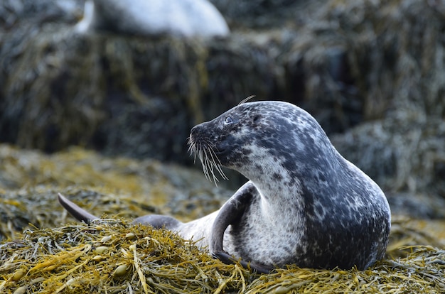 Perfil incrível de uma foca em um bando de algas marinhas