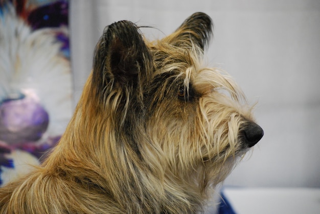 Perfil lateral de um cão berger picard.