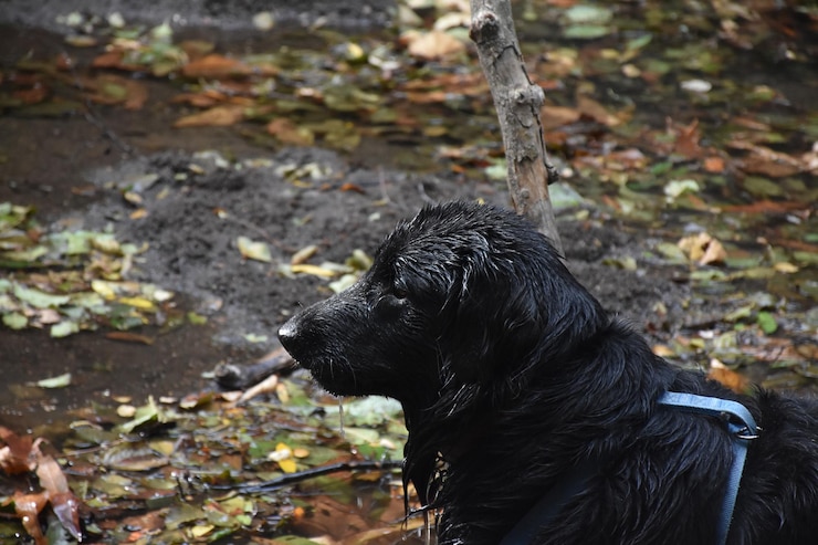 Foto grátis perfil lateral de um cão retriever de pêlo liso preto molhado.
