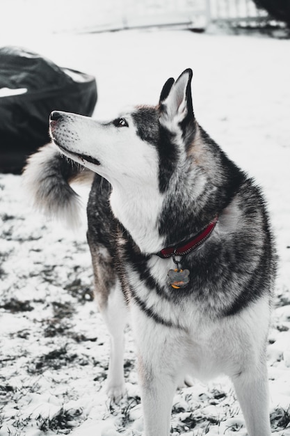 Perfil lateral de um husky em um jardim cercado por vegetação e coberto de neve