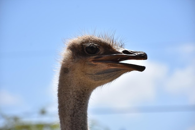 Perfil lateral de uma avestruz com um lindo céu azul