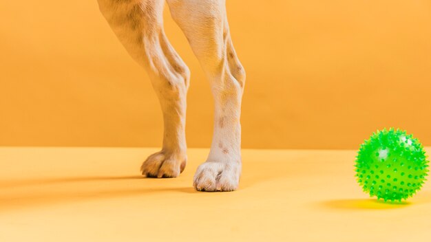 Pernas de cachorro e uma bola de borracha em fundo amarelo