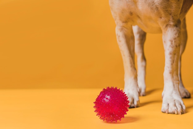 Pernas de cachorro vista frontal e bola de borracha