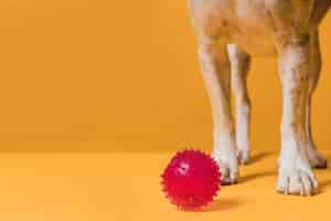 Foto grátis pernas de cachorro vista frontal e bola de borracha