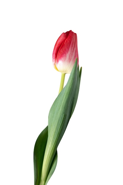 Perto da bela tulipa fresca isolada no fundo branco.