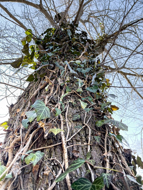 Perto da escalada de ivy em uma velha árvore no parque.