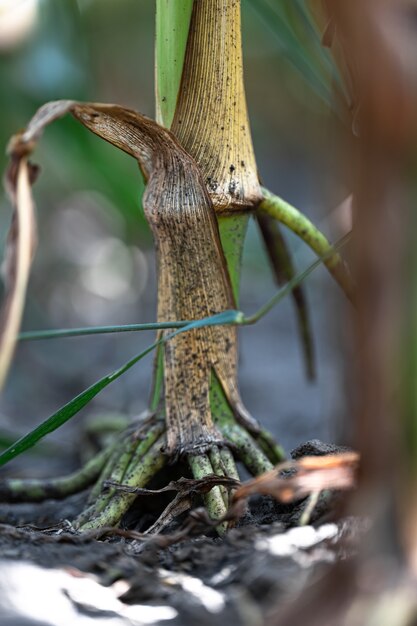 Perto da raiz de uma planta de milho.