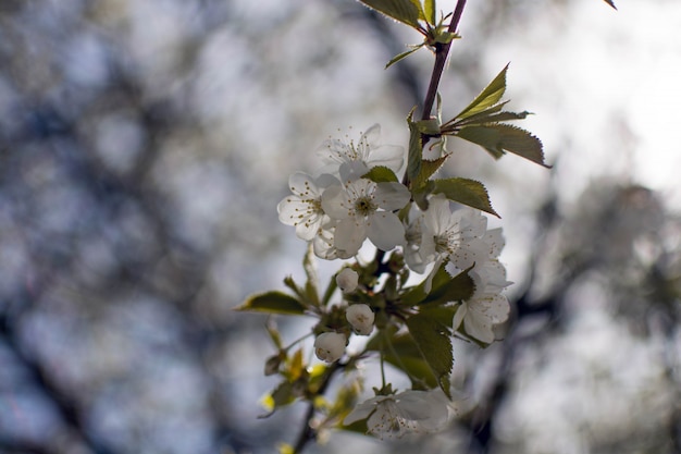 Perto de lindas flores brancas com fundo desfocado natural