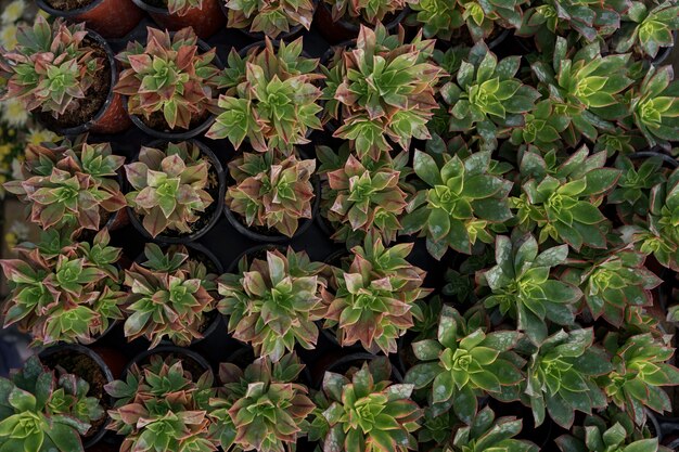 Foto grátis perto de plantas suculentas de agave, planta de casa interior de fácil manutenção.