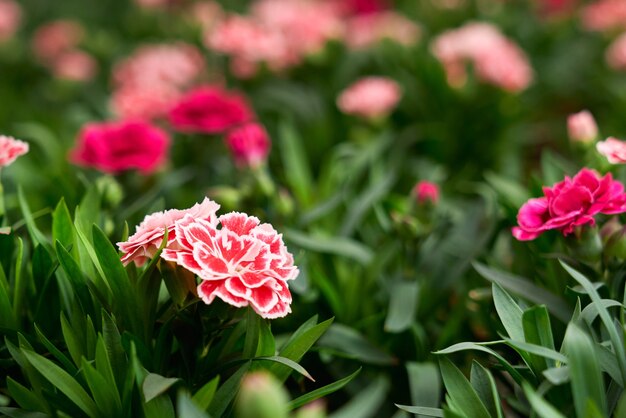 Perto de plantas verdes frescas com lindas flores rosa e vermelhas no ar fresco. Conceito de plantas incríveis com flores de cores diferentes em estufa.